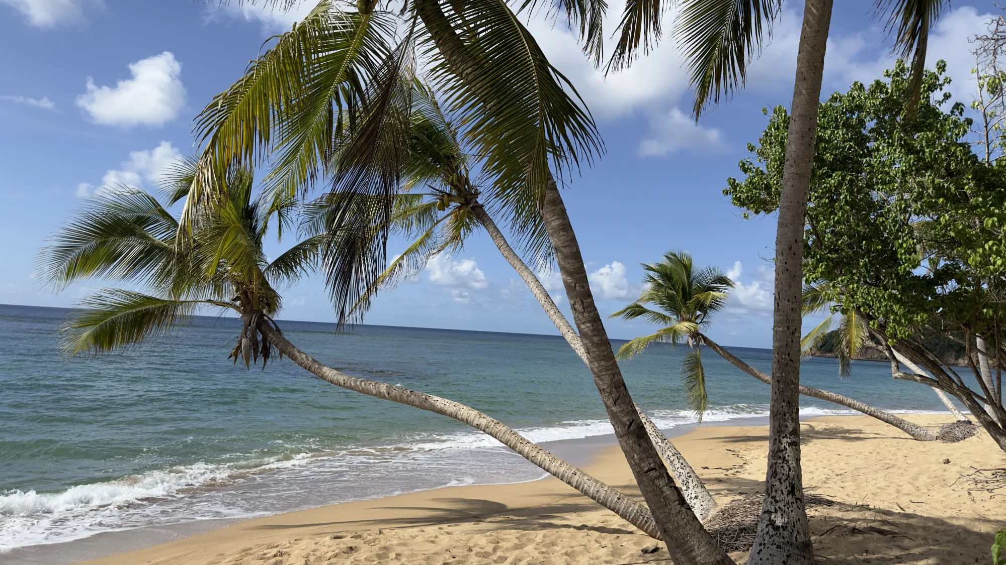 Plage des Caraïbes ombragée par des palmiers